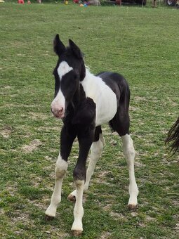 Barock pinto hrebecek - 2