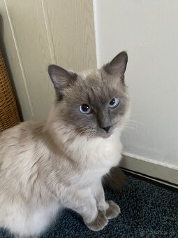 Ragdoll Mačka - 2