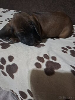 Bavorsky farbiar - 2