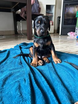 Doberman s PP FCI - 2