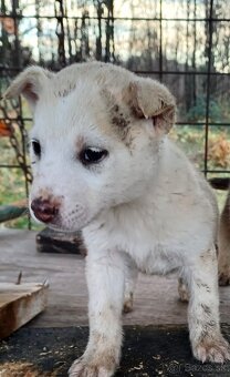 Darujem šteniatka - 2