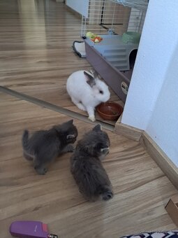 Zakrslý zajko + klietka - 2