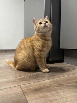 Darujem mačičku - 2