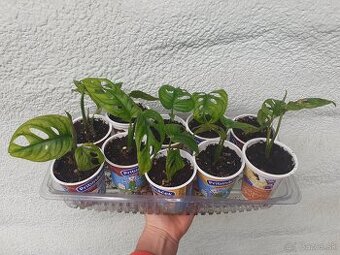 Monstera adansonii - mladé rastliny - 2