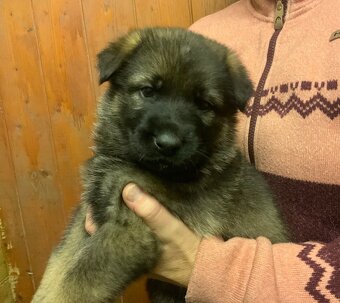 Německý ovčák - štěňata s PP - 2