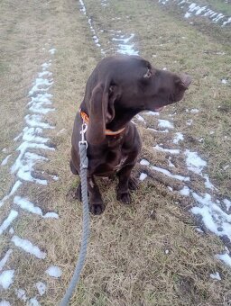 Predám poľovné šteniatko stavač kratkosrsti - 2