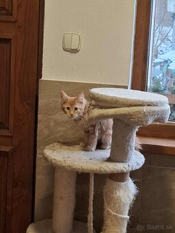 Mainska myvalia, MCO - 2