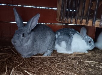 Králiky samice aj samce - 2