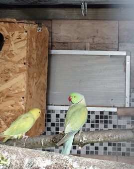 Predám  Alexandre - 2