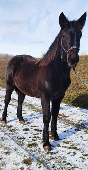 Predám Norik Muránsky kobylku - 2