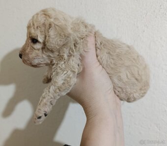 Bisch-poo, BISONIK A PUDEL - 2