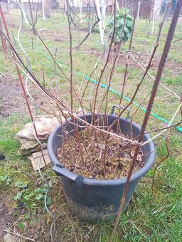 Ovocne stromceky - 2