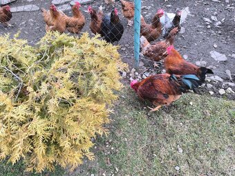 Predaj kohúta ju - 2