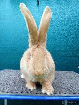 Belgický obor žltý - 2