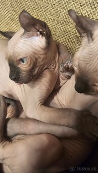 Sphynx elf - 2