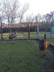 Chovný 3 rocny pár emu hnedý - 2
