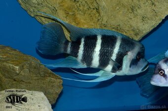 Cyphotilapia Gibberosa Blue Zaire Lupota WF/F1 - 2