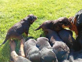 Rottweiler šteniatko - 2