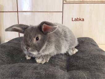 Mini lop - 2