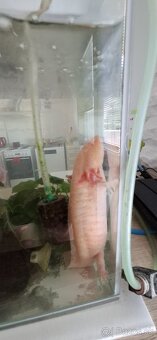 Ponukam axolota mexickeho - 2