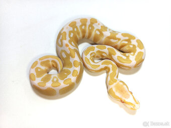 Python regius - 2