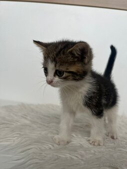 Darujeme mačiatko Eufrat - 2