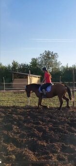 Kobylka na predaj - 2