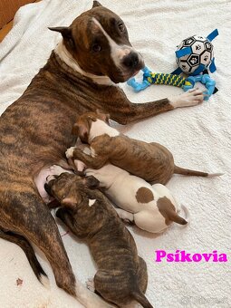 Americky Stafordšírský Terier šteniatka - 2