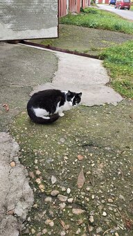 Darujem mačičky - 2