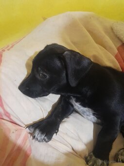 Darujem do dobrých rúk - 2