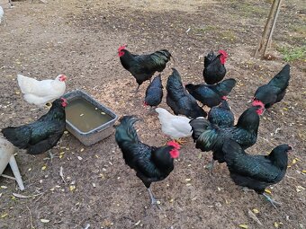 Australorpka /Oravka - 2