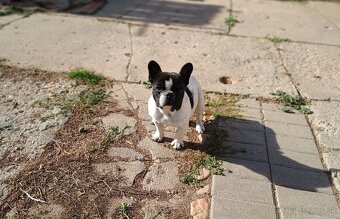 Francúzsky buldoček - 2