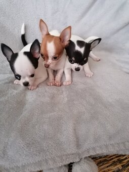 Čivava krátkosrstá - 2