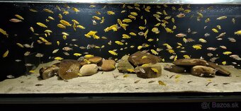 Africke cichlidy malawi - 2