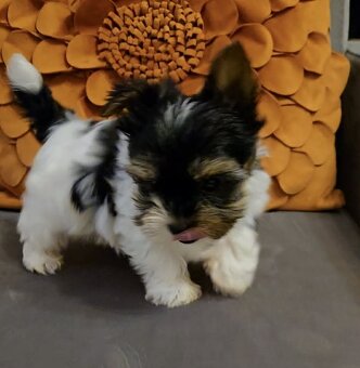 Biewer yorkshire terier Monty - 2