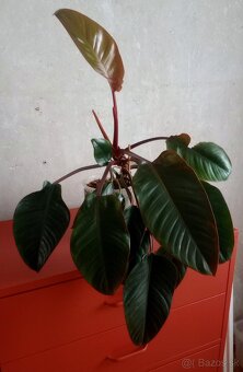 Philodendron Red Congo - 2