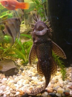 Ancistrus (Prísavníky) - 2