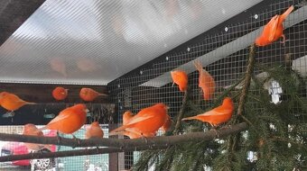 Predám kanariky - 2