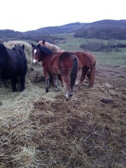 Predám ťažné zriebata - 2