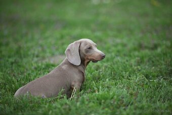 Jazvečík trpaslicip krátkosrsty - 2