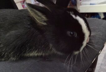 Zakrslý králik - 2