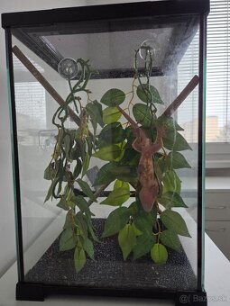 Pagekon riasnaty - 2