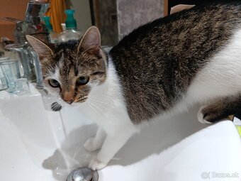 Súrne darujem mačku - 2