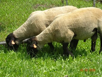 Plemenné barany Suffolk s POP - 2