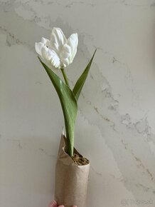 Dekorácia - umelý tulipán a snežienka z Depot-u - 2