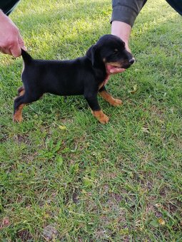 Jagdterrier - 2
