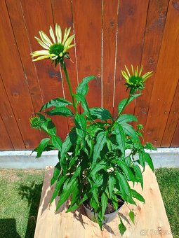 Echinacea - 2