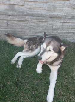 Darujem Sibírsky husky - 2