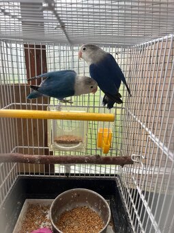 Agapornis fisher chovny par - 2