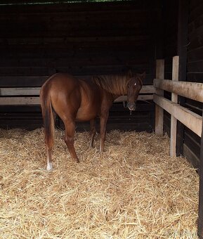 1,5 ročná kobylka po JAC O RIMA - 2